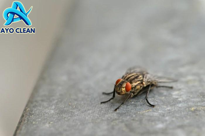 Cara Menghilangkan Tahi Lalat - Eminence Solutions