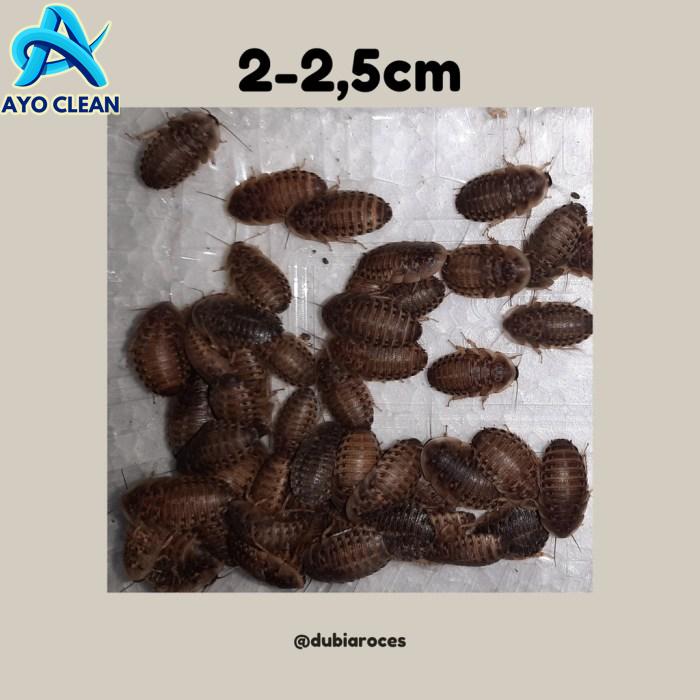 Jual Kecoa Dubia 2-2,5 Cm | Pengganti pakan jangkrik | Pakan reptile ...