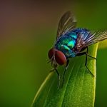 Cara mengusir lalat di musim hujan