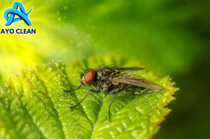 Cara mengusir lalat dengan minyak kayu putih