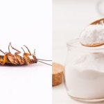 Cara usir kecoa dengan bahan alami