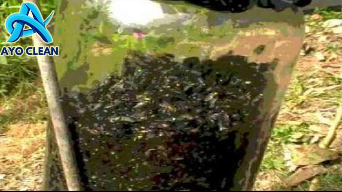 Cara buat jebakan nyamuk