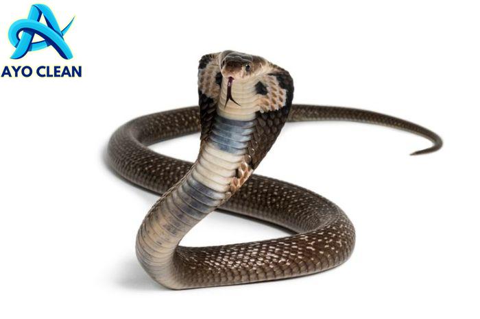 Ular bergerak dengan cara