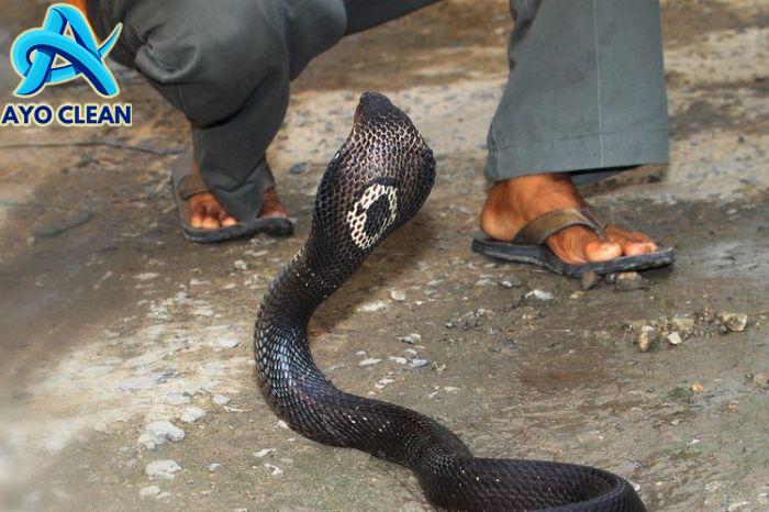 Ini Cara Efektif untuk Mengusir Ular Dari Rumah