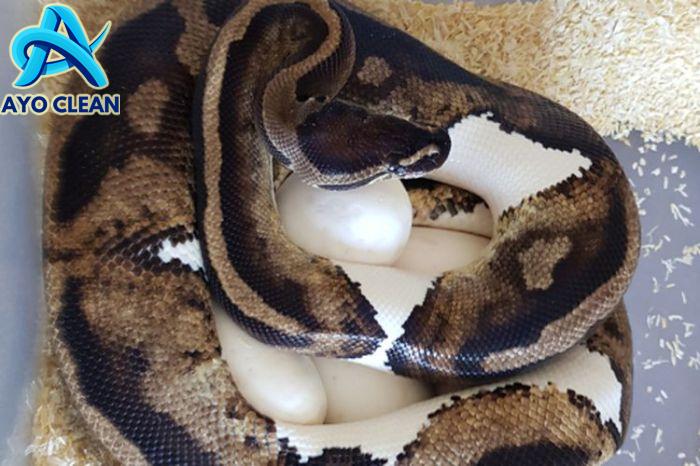 Cara Ular Berkembang Biak Untuk Menghasilkan Keturunan | PintarPet