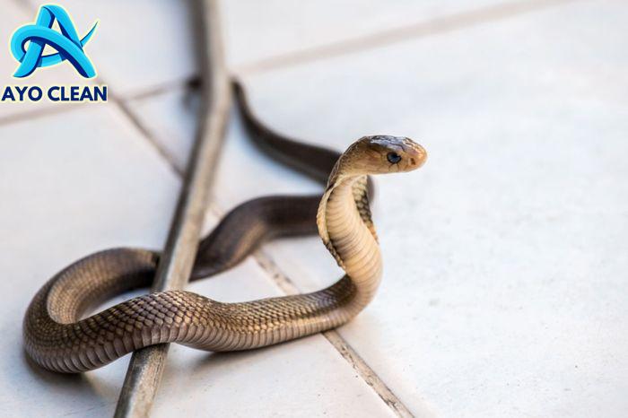 3 cara berkembang biak ular yang perlu kita ketahui - YouTube