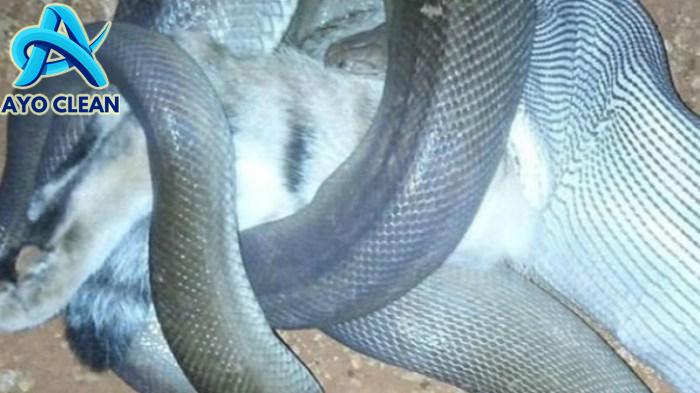 Ular sanca berkembang biak dengan cara