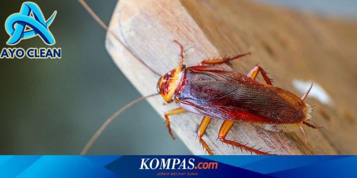 Cara membasmi kecoa