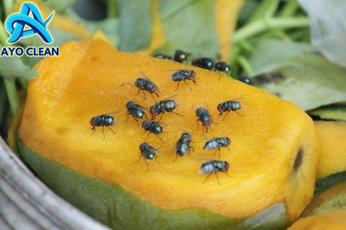 5 Cara Mengusir Lalat di Rumah Secara Alami Agar Terbebas dari Penyakit ...