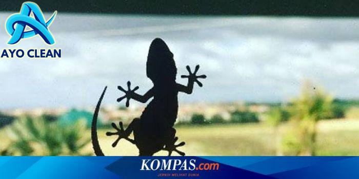 Hukum Membunuh Cicak Menurut Islam dan Alasannya - Varia Katadata.co.id