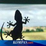 Mudah Sekali! Inilah 3 Cara Mengusir Cicak dari Rumah, Nomor 3 Sangat ...