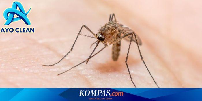 Cara Membuat Lilin Aroma Terapi untuk Mengusir Nyamuk