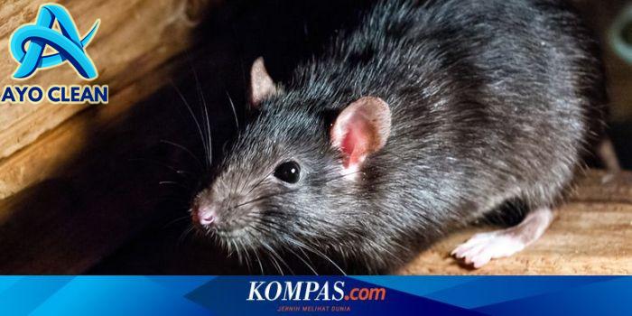 6 Cara Menghilangkan Bau Kencing Kucing di Kasur – bTaskee