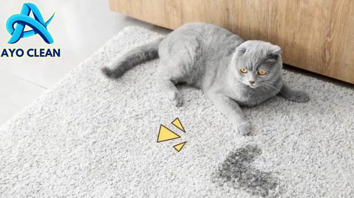 Cara menghilangkan bau kotoran tikus curut