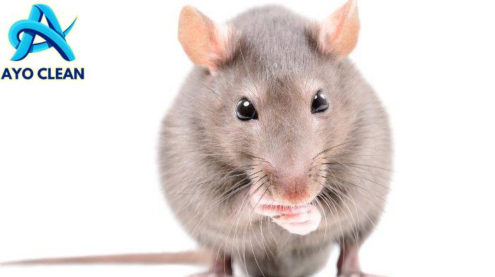 6 Cara Mengusir Tikus yang Bersarang di Atap Rumah, Mudah Banget Loh ...