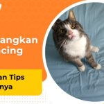 6 Cara Menghilangkan Bau Kencing Kucing di Kasur – bTaskee