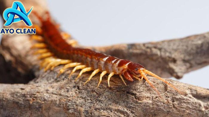 Cara mengusir kelabang dari kamar