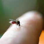 Cara Mencegah Dbd | Rintik Sedu