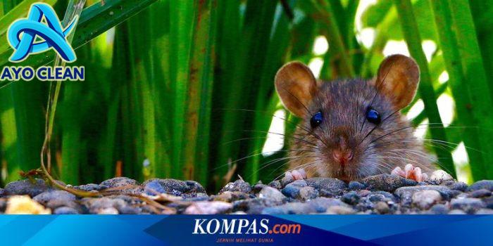 Cara Ampuh Mengusir Tikus di Rumah - KlinKlin