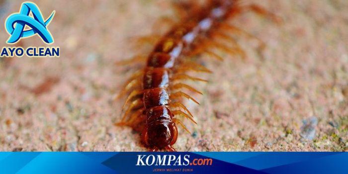 4 Alasan Kelabang Masuk ke Rumah