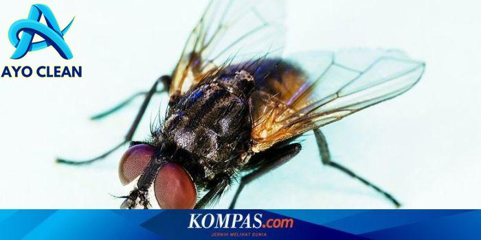 5 Fakta Lalat Limbah, Sering Ditemukan di Kamar Mandi