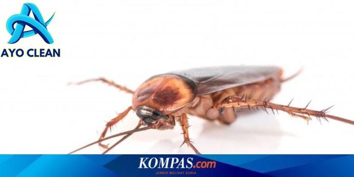 Cara Mudah Mengusir Kecoak Terbang yang Gesit