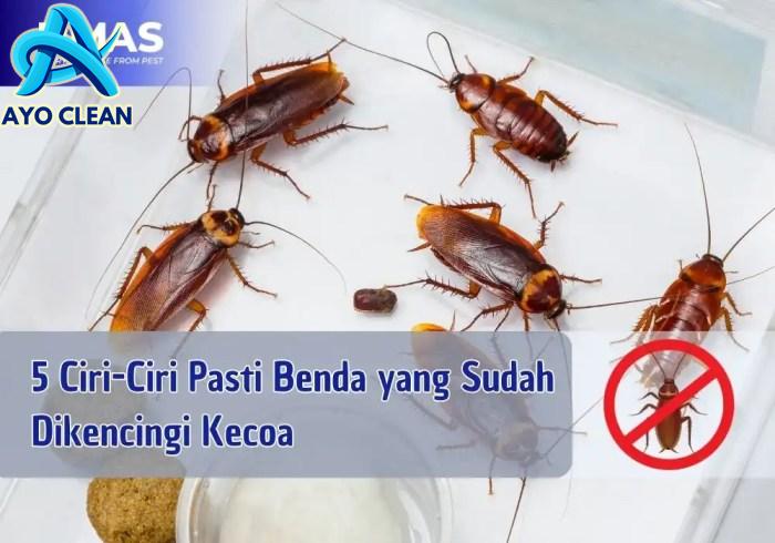 Jenis Kutu Kasur di Indonesia: Ciri-Ciri dan Cara Mengatasinya