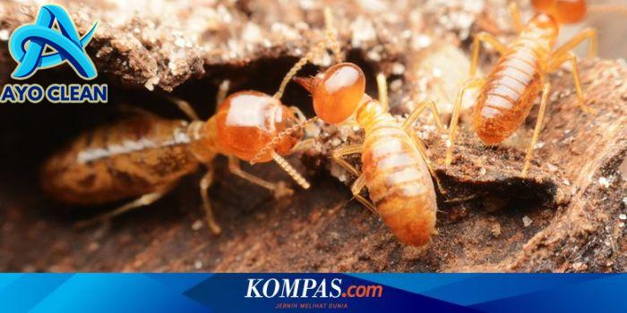 Ketahui 5 Cara Membasmi Rayap di Rumah dan Tips Mencegahnya Ketahui 5 Cara Membasmi Rayap di Rumah dan Tips Mencegahnya