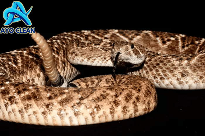 Cara bergerak ular dan cacing