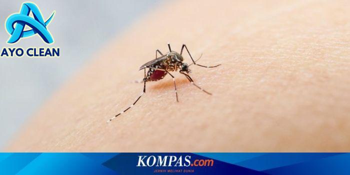 Cara membuat sarang nyamuk