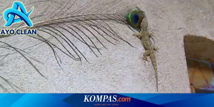 Cara agar rumah tidak ada cicak