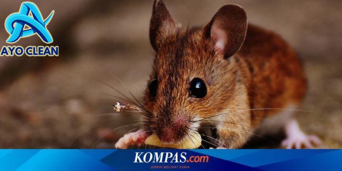 Cara mengusir tikus tanpa membunuh