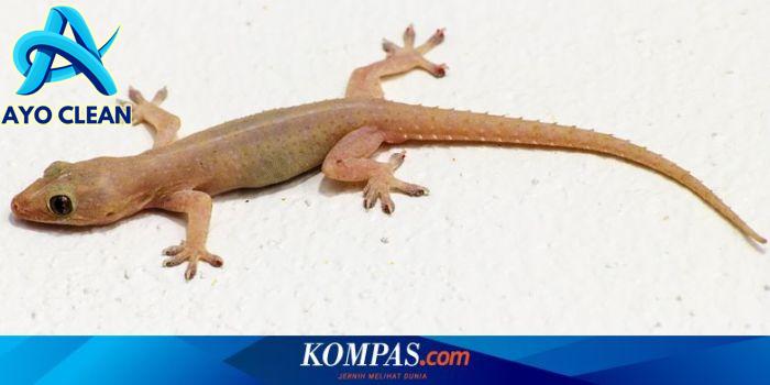 Cara menangkap cicak hidup