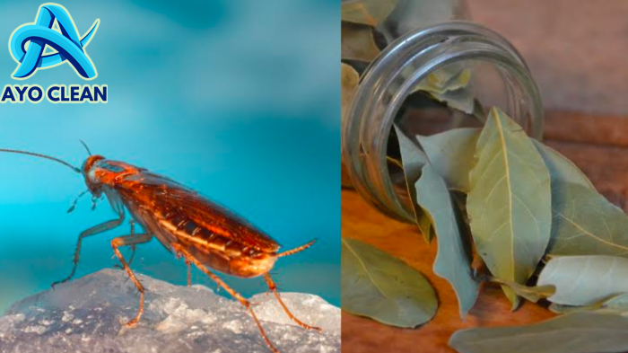 10 Cara Alami dan Efektif Mengusir Kecoa, Rumah Bersih Tanpa Bahan ...