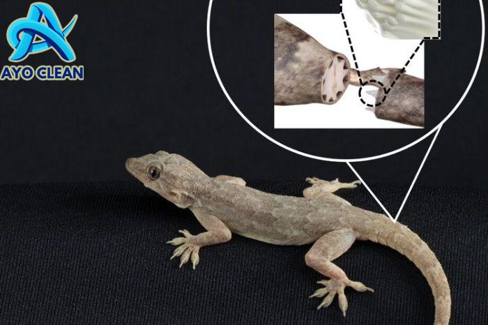 Cara mengawetkan ekor cicak bercabang