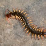 Cara Ampuh Membasmi Kelabang di Rumah Saat Musim Hujan, Mudah Cuma ...