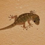 5 Cara Mengusir Cicak, Gampang dan Cepat!