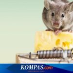 Hewan tikus celurut membela diri dengan cara
