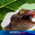 Cara Mengusir Tokek yang Berisik di Dalam Rumah