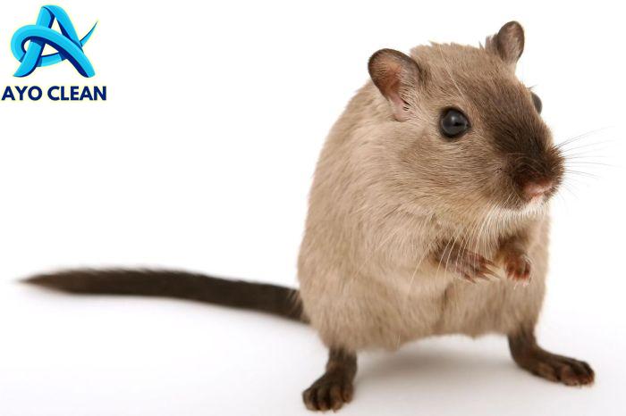 12 Cara Mengusir Tikus yang Mudah dan Efektif - OLX News