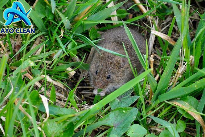 Cara mengusir tikus di sawah tanaman padi
