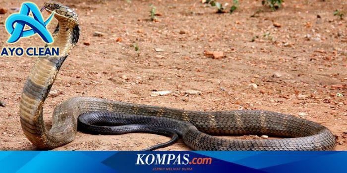 Berita Cara Membedakan Ular Berbisa dan Tidak Berbisa Terbaru dan ...
