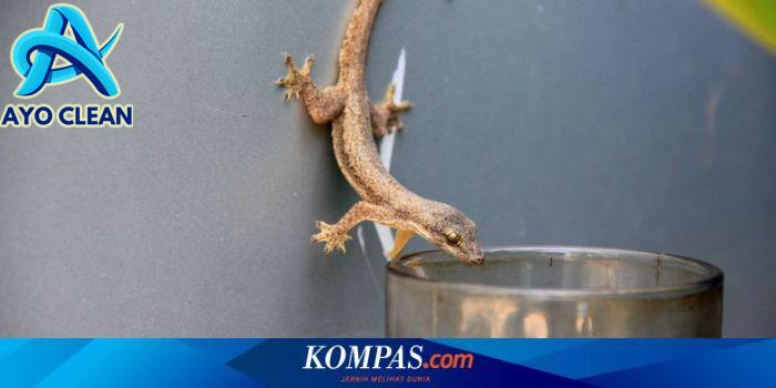 7 Fakta yang Perlu Diketahui Tentang Cicak