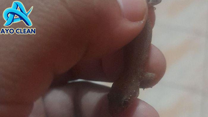 KHASIAT DAN MITOS CICAK EKOR BERCABANG DUA - YouTube