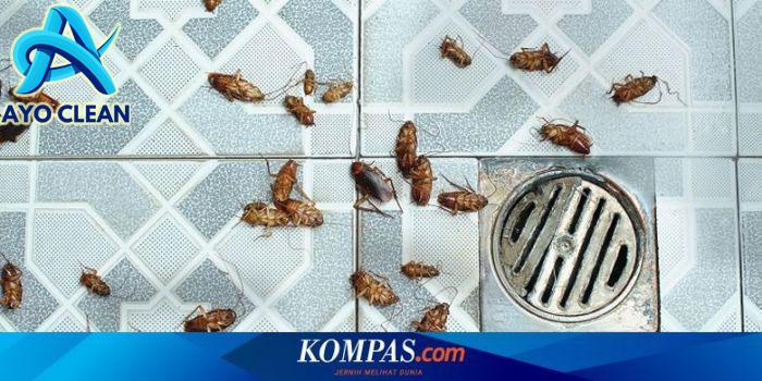 11 Cara Mengatasi Kecoa di rumah Bahan Alami Tanpa Menyentuh