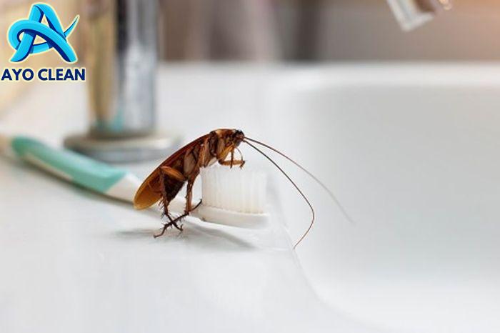 Cara mengusir kecoa di wc