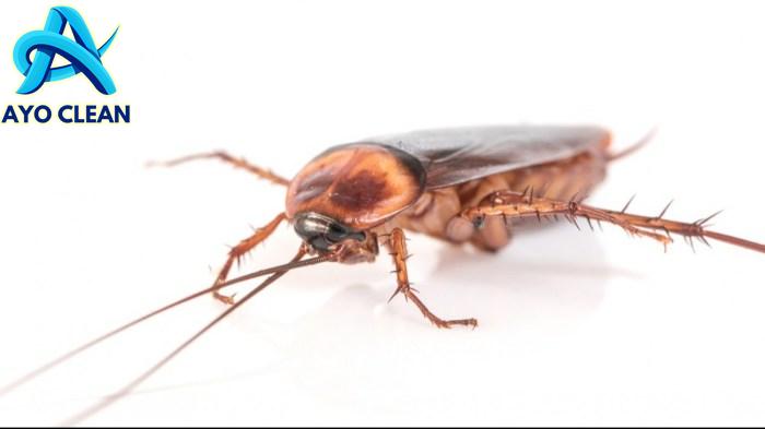 VIDEO KECOAK BERKEMBANG BIAK JADI BANYAK - YouTube