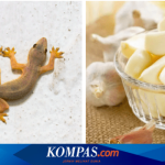 Netizen Kongsi Pengalaman Mengerikan Jumpa Bangkai Cicak Dalam Botol ...