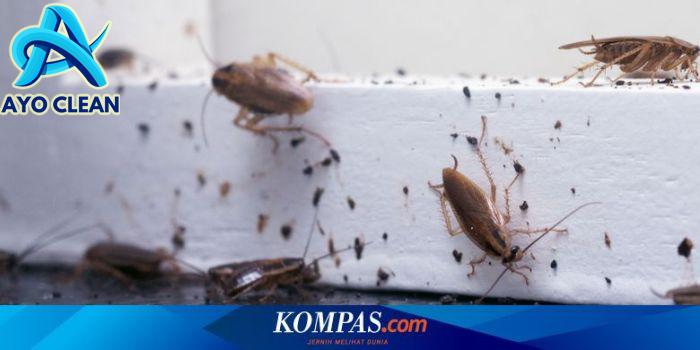 Inilah Cara Membasmi dan Mengusir Kecoa dengan Efektif, Cukup Gunakan ...