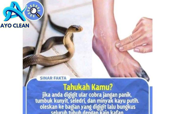 Cara Paling Tepat Mengatasi Gigitan Ular - KlikDokter